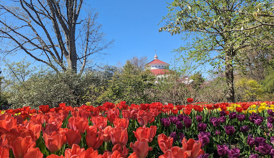 Macao Cosmetics - Ohio - EDP 100ml - Eau de Parfum